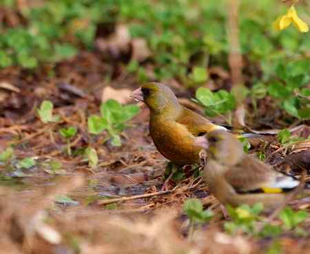 金翅雀鸟儿专辑