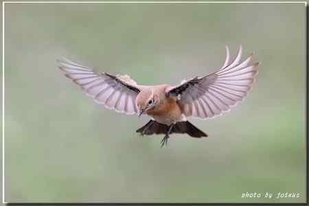漠即鳥 台湾迷鸟