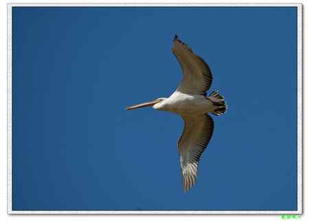 我国再次发现斑嘴鹈鹕！！！