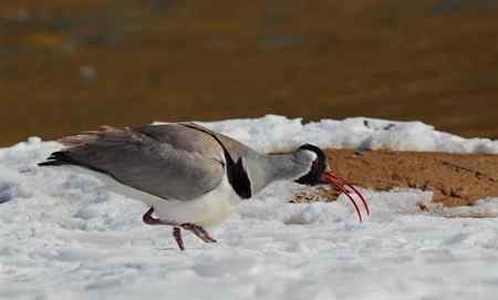 忻州牧马河的鹮嘴鹬