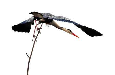 似大鹏展翅（苍鹭）