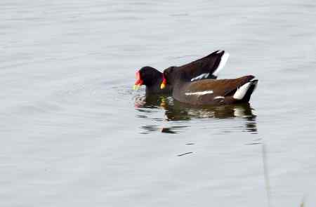 黑水鸡将爱情进行到底