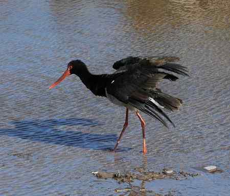 山西拍鸟之黑鹳