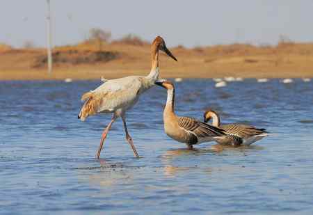 白鹤与鸿雁 有惊无险
