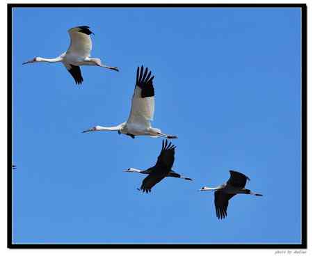 卧龙湖的“主人”