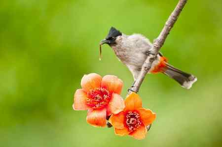 一组黑头红臀鹎 (白喉红臀鹎)