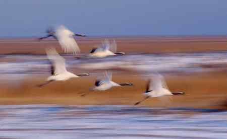 一组慢速拍摄的丹项鹤。