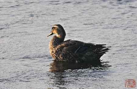 浑河初开丽鸭来：斑嘴鸭