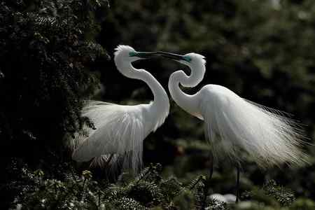 象山大白鹭    求偶