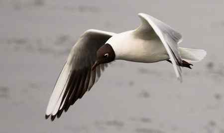 求教海鸥种类(7p)