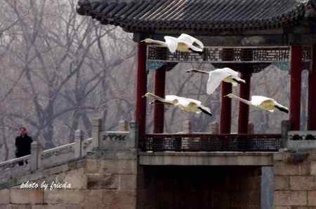 13日颐和园小天鹅