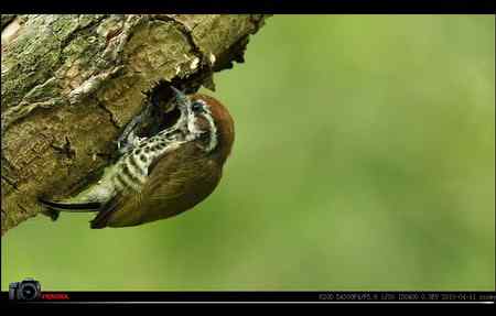 超清晰美图：斑姬啄木鸟