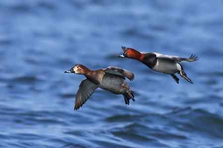 祝女影友节日快乐 送上一组漂亮的鸭子(10种鸭子) 祝女影友节日快乐 送上一组漂亮的鸭子(10种鸭子)