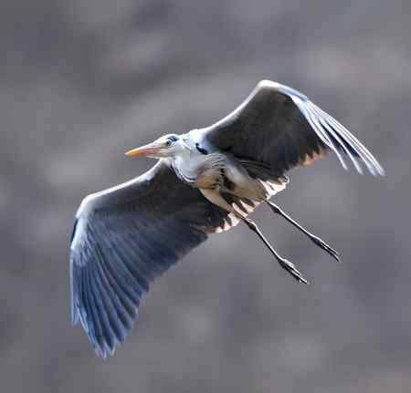 平山苍鹭 平山苍鹭