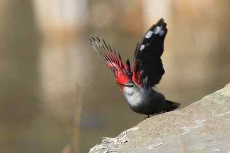 收获红翅旋壁雀