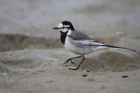 原画幅的白鹡鸰