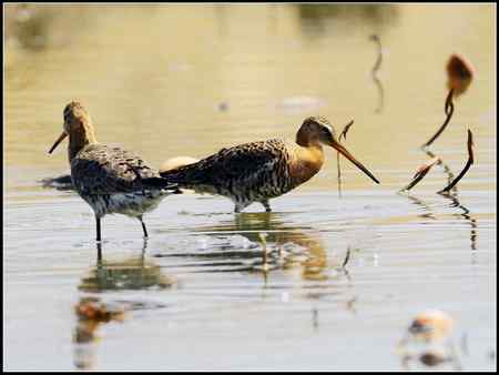 今天收获颇多 发几张综合鸟图 请拍砖！