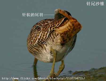 扇尾沙锥和针尾沙锥主要区别