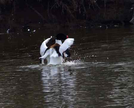 快乐的翘鼻麻鸭