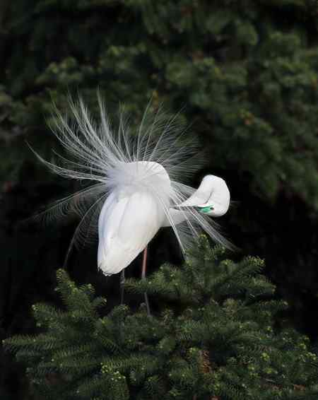 花为谁开   南昌象山大白鹭