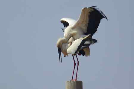 东方白鹳求偶的精彩瞬间