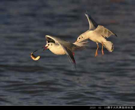 天福野鸟摄影 回放 天福野鸟摄影 回放
