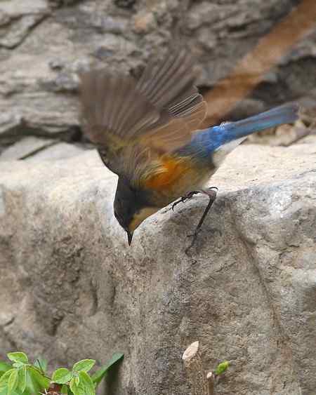 红胁兰尾鸲（男的）