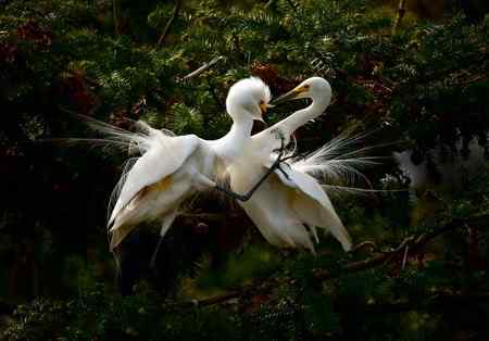 一对红眼睛 白鹭的