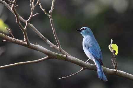 铜蓝鹟 光线不理想