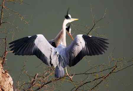 黄河苍鹭美姿一组