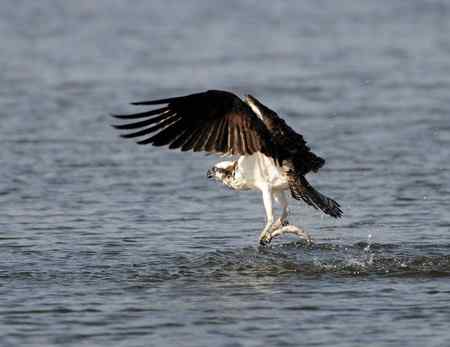 鱼鹰小集（Osprey）