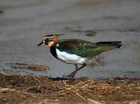 08年用大白头拍摄的麦鸡