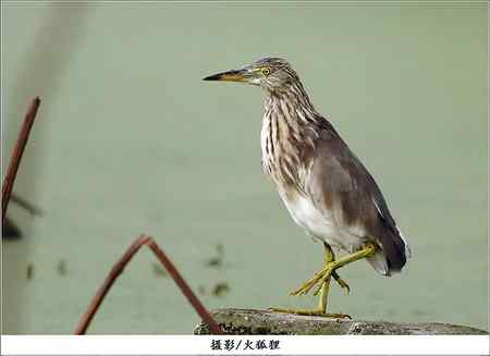 池鹭清晰图一张