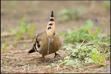 今天的戴胜（基本原画幅）