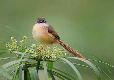 黄腹鹪莺美丽超清晰图组