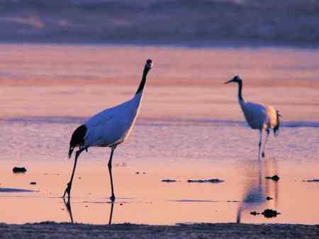 科尔沁草原霞光下的丹顶鹤