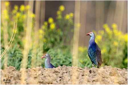 七彩云南的“精灵” 七彩云南的“精灵”