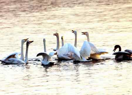 春暖鹅飞去 音姿记心田