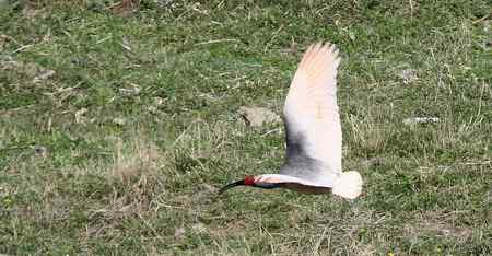 朱鹮白鹭一家亲