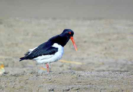 砺鹬 熬过漫长的冬季 砺鹬 熬过漫长的冬季