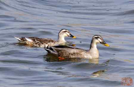 浑河初开丽鸭来：斑嘴鸭