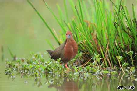 緋秧雞與秧雞