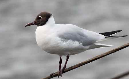 求教海鸥种类(7p)