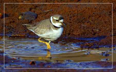 长嘴剑鸻照片哦