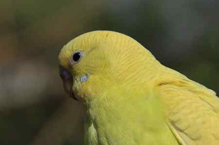 海南热带飞禽世界鹦鹉照片30片