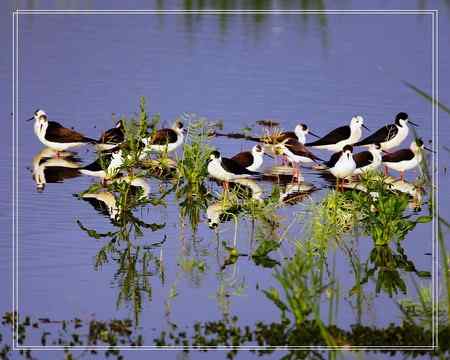 黑翅长脚鹬照片一组