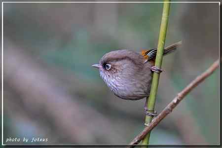 台湾合欢山三千米的驚豔