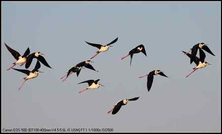 黑翅长脚鹬 向海自然保护区