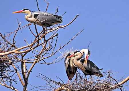 你们亲昵，我站岗，嘻嘻。