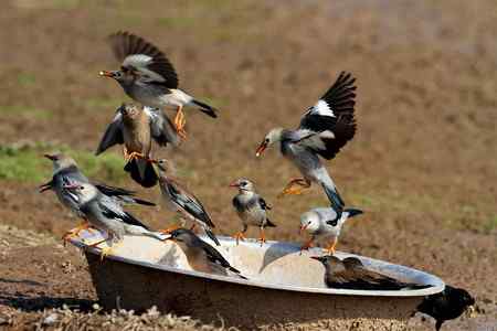 椋鸟爱吃大锅饭